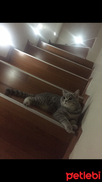 British Shorthair, Kedi  Müezza fotoğrafı