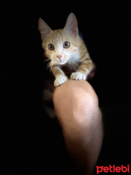 Tekir Kedi, Kedi  Güneş fotoğrafı