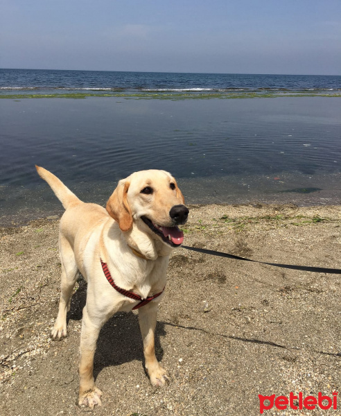 Labrador Retriever, Köpek  Arya fotoğrafı
