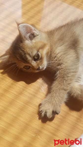 British Shorthair, Kedi  Sofia fotoğrafı