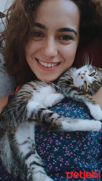 Tekir Kedi, Kedi  Panco fotoğrafı