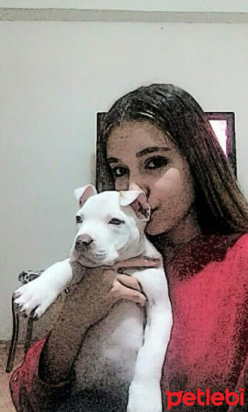 Amerikan Pitbull Terrier, Köpek  Zeus fotoğrafı