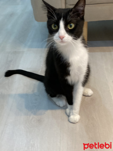 Tuxedo (Smokin) Kedi, Kedi  Misy fotoğrafı