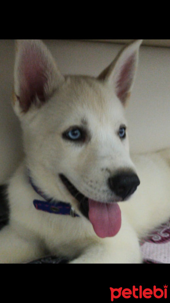 Sibirya Kurdu (Husky), Köpek  İce fotoğrafı