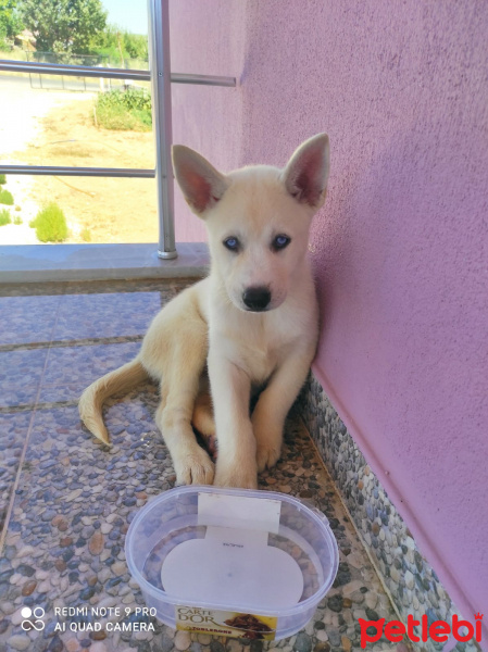 Sibirya Kurdu (Husky), Köpek  İce fotoğrafı
