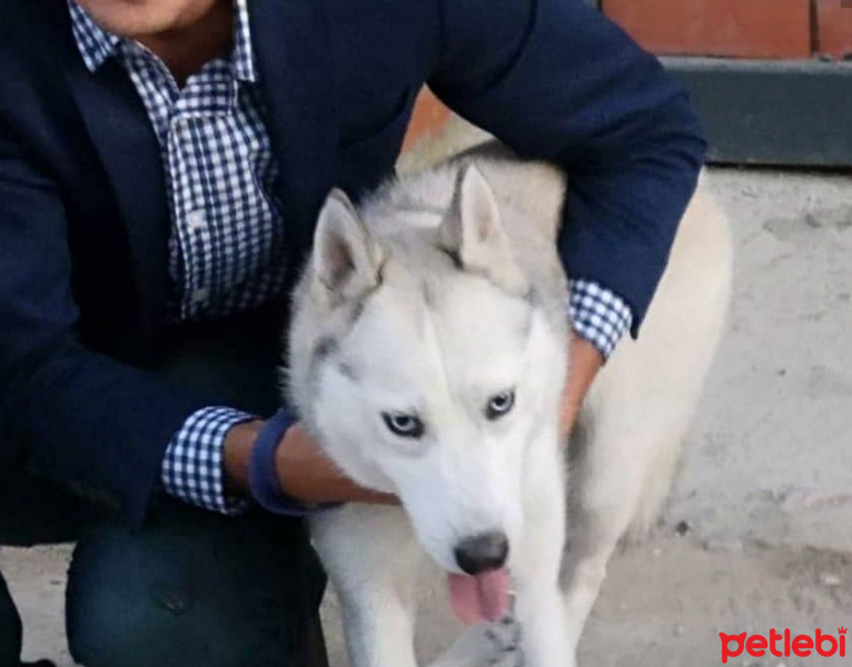 Sibirya Kurdu (Husky), Köpek  İce fotoğrafı