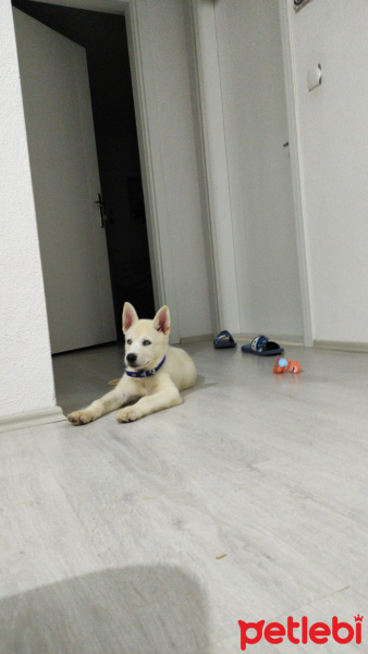 Sibirya Kurdu (Husky), Köpek  İce fotoğrafı