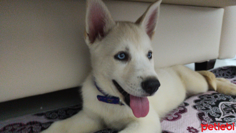 Sibirya Kurdu (Husky), Köpek  İce fotoğrafı