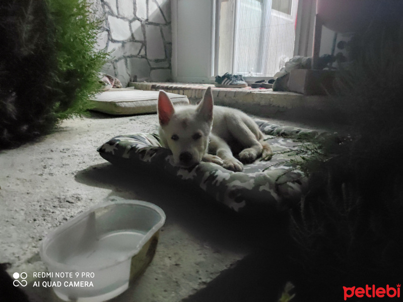 Sibirya Kurdu (Husky), Köpek  İce fotoğrafı