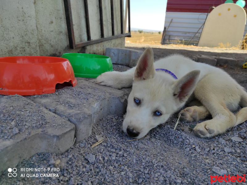 Sibirya Kurdu (Husky), Köpek  İce fotoğrafı