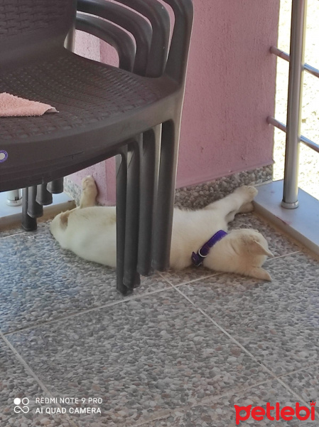 Sibirya Kurdu (Husky), Köpek  İce fotoğrafı