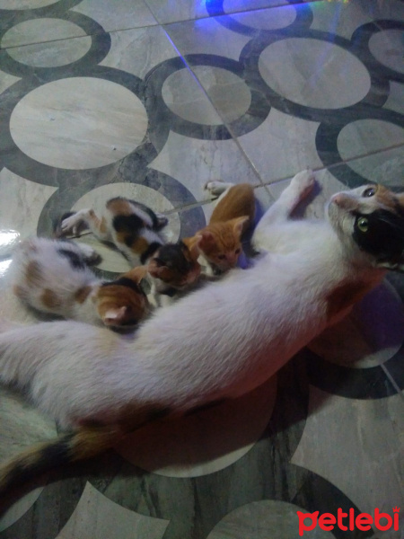 Tekir Kedi, Kedi  Limon, benekli,sarman fotoğrafı
