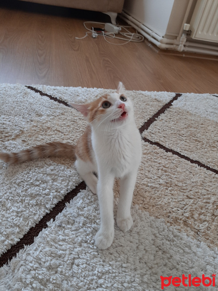 Sarman, Kedi  Kedo fotoğrafı