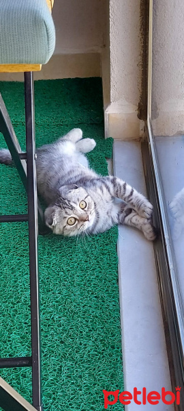 Scottish Fold, Kedi  Gümüş fotoğrafı