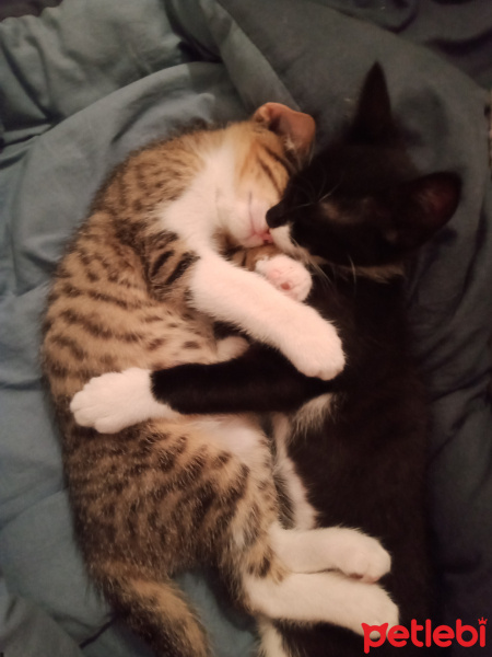 Tuxedo (Smokin) Kedi, Kedi  Bambam ve Çakıl fotoğrafı
