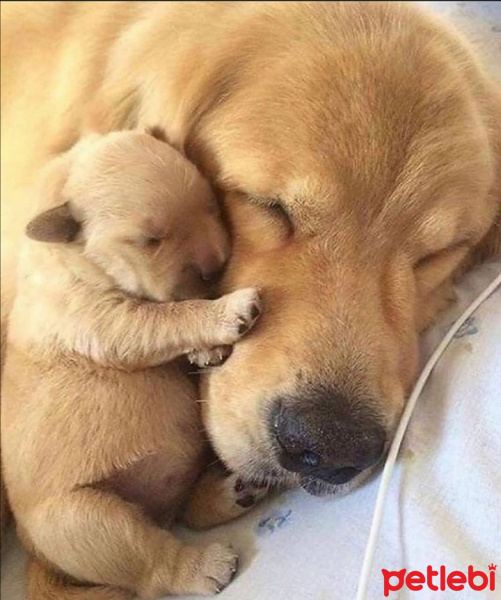 Golden Retriever, Köpek  Reçel ve yavru fotoğrafı