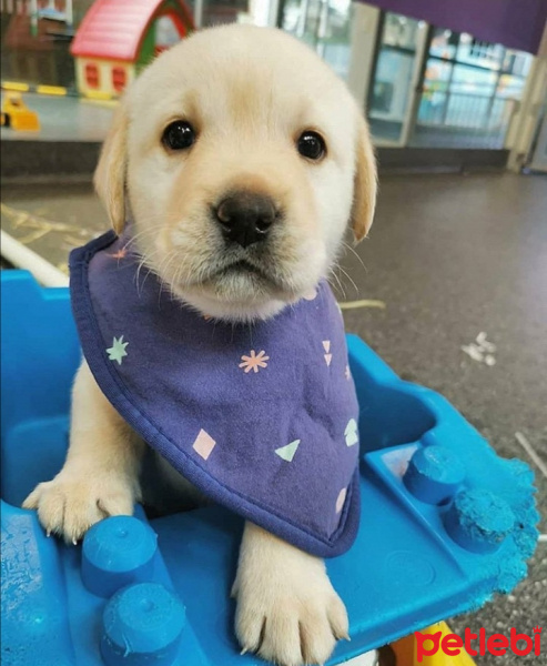 Golden Retriever, Köpek  Reçel ve yavru fotoğrafı