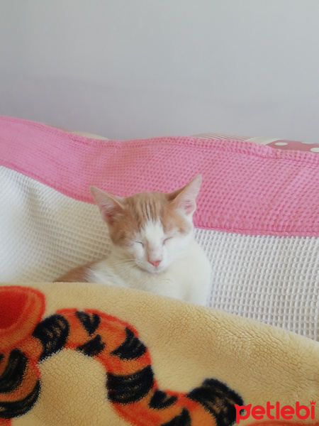 Sarman, Kedi  Şeker fotoğrafı