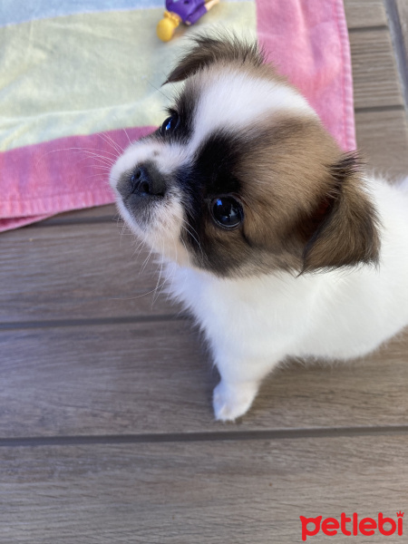 Pekingese, Köpek  Pekmez fotoğrafı