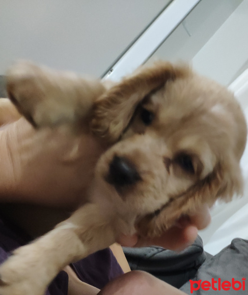 Amerikan Cocker Spaniel, Köpek  Tarcın fotoğrafı