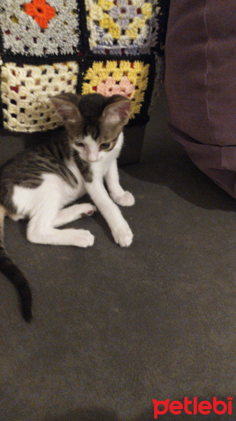 Sarman, Kedi  Numan fotoğrafı