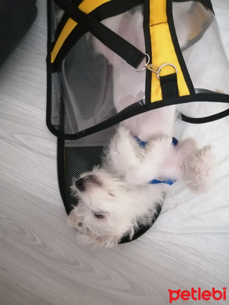 Maltese, Köpek  RİO fotoğrafı