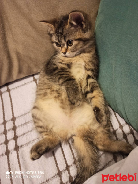 British Shorthair, Kedi  Lokum fotoğrafı