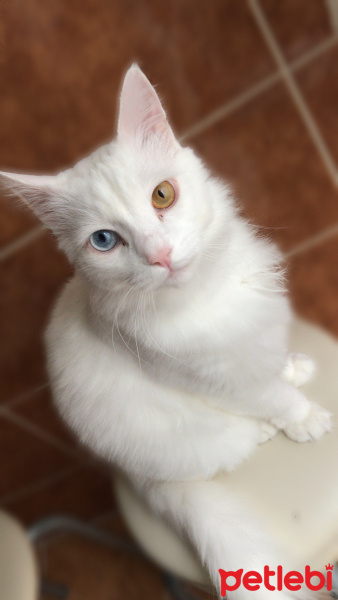 Van Kedisi, Kedi  Odin fotoğrafı