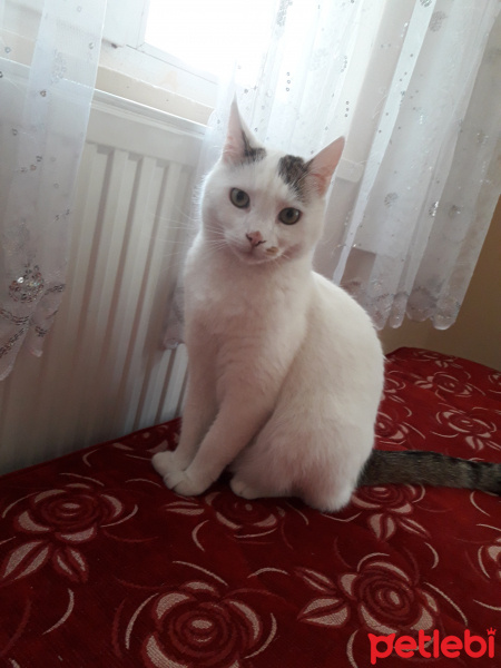 Tekir Kedi, Kedi  Kartopu fotoğrafı