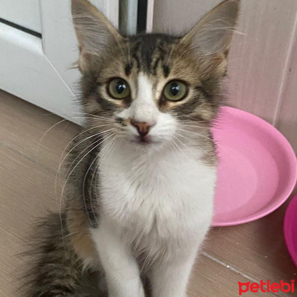 Tekir Kedi, Kedi  Minnoş fotoğrafı