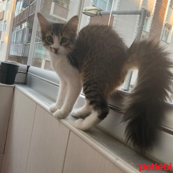 Tekir Kedi, Kedi  Minnoş fotoğrafı