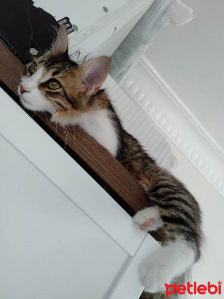 Tekir Kedi, Kedi  Minnoş fotoğrafı
