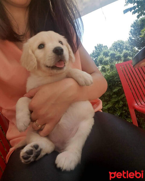 Golden Retriever, Köpek  Köpük fotoğrafı