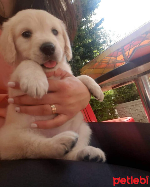 Golden Retriever, Köpek  Köpük fotoğrafı