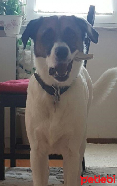 Sokö (Sokak Köpeği), Köpek  PAŞA fotoğrafı