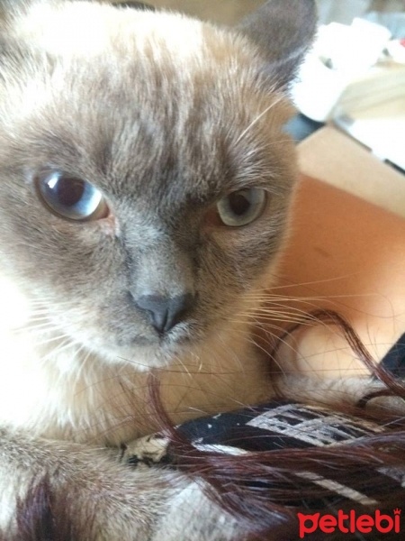 Birman, Kedi  Tosun fotoğrafı