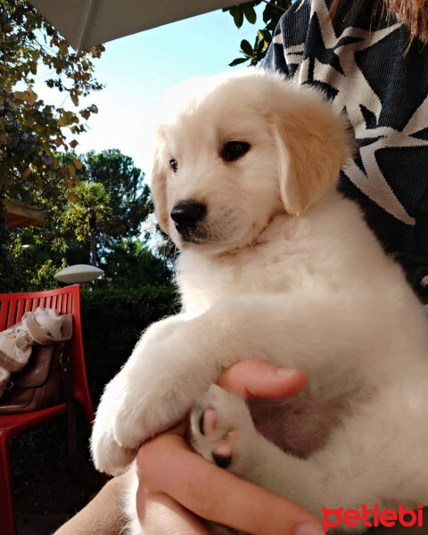 Golden Retriever, Köpek  Maya fotoğrafı