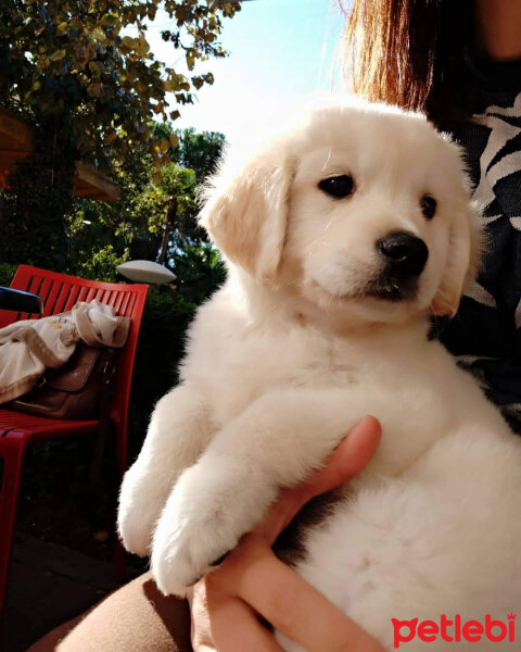 Golden Retriever, Köpek  Maya fotoğrafı