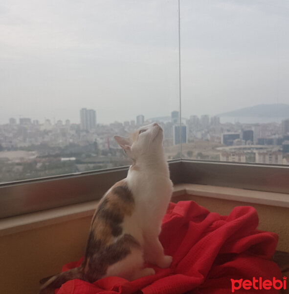 Tekir Kedi, Kedi  Çakıl fotoğrafı