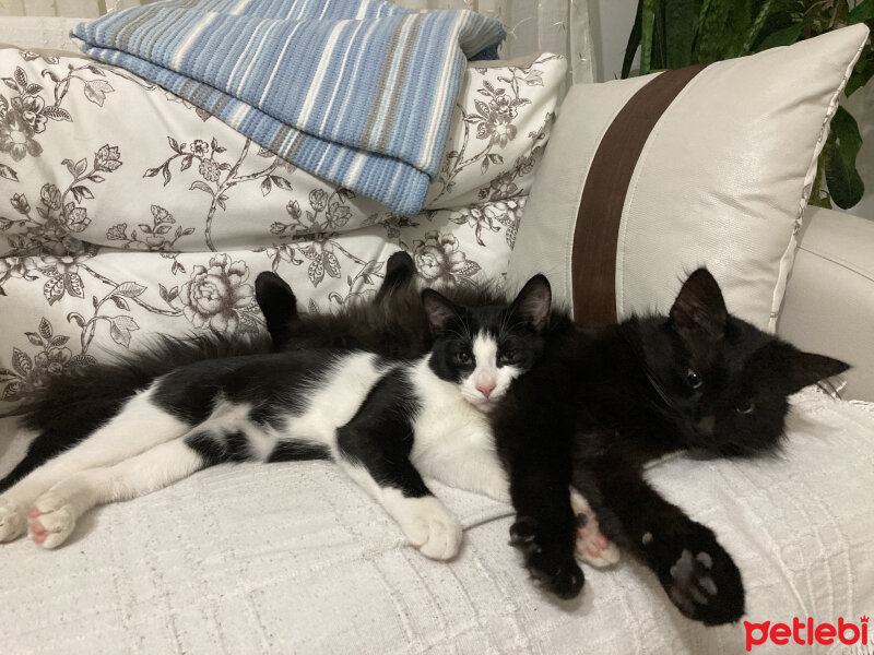 Tuxedo (Smokin) Kedi, Kedi  Gündüz fotoğrafı