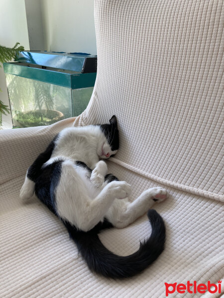 Tuxedo (Smokin) Kedi, Kedi  Gündüz fotoğrafı