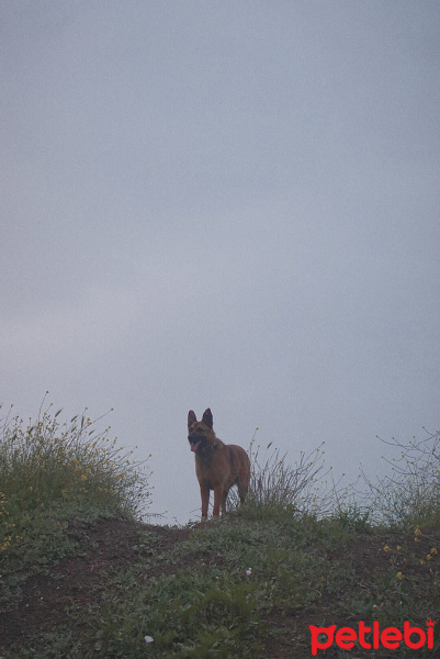 Belçika Malinois, Köpek  Arya fotoğrafı