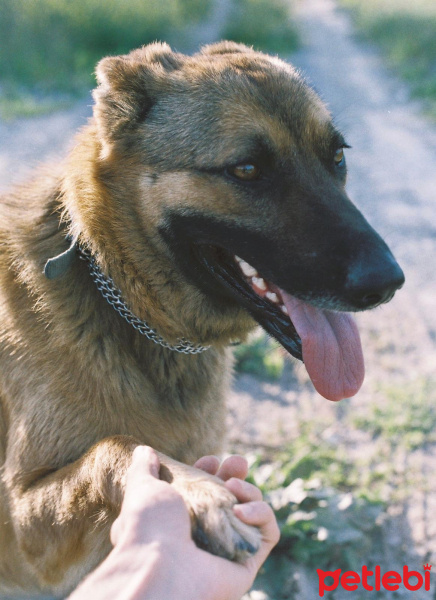 Belçika Malinois, Köpek  Arya fotoğrafı