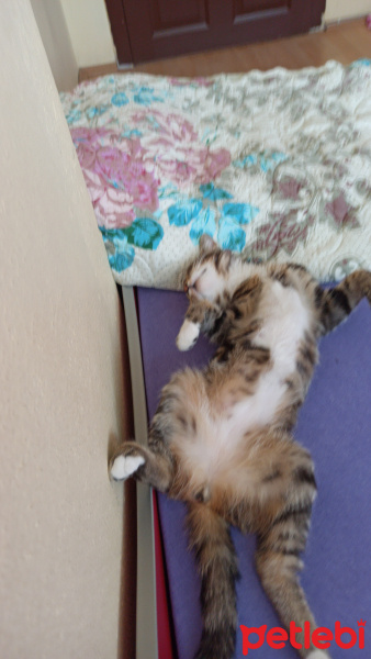 Tekir Kedi, Kedi  Safinaz fotoğrafı