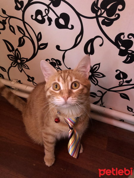 Sarman, Kedi  Marcel fotoğrafı
