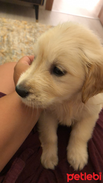 Golden Retriever, Köpek  Pamila fotoğrafı