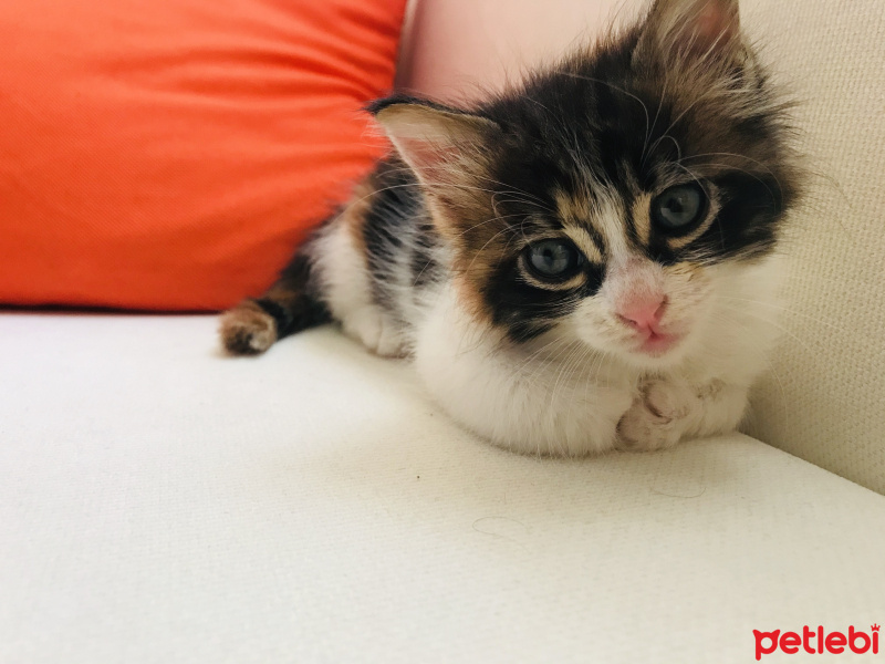 Tekir Kedi, Kedi  Üzüm fotoğrafı