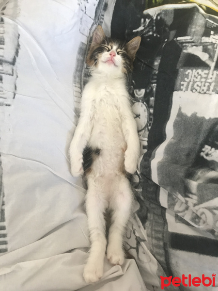 Tekir Kedi, Kedi  Üzüm fotoğrafı