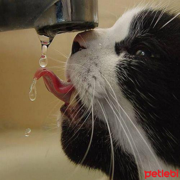 Tekir Kedi, Kedi  İncir fotoğrafı