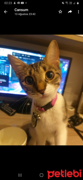 Tekir Kedi, Kedi  İncir fotoğrafı